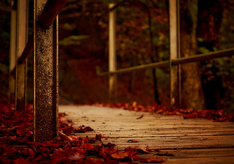 rot, Baum, Blätter, braun, hölzern, Brücke, Herbst, fallen, fallende Blätter, Makro, Nahansicht, Wald, Bäume, Landschaft, hdr, keine Leute, Metall, Natur, rostig, Blatt, draußen, Pflanzenteil, die Architektur, selektiver Fokus, Fokus auf den Vordergrund, Holz - Material, Tag, verlassen, Land, gebaute Struktur, alt, dunkel, stehlen, Legierung, 1080P, CC0, gemeinfrei, lizenzfrei