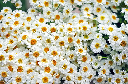 ภาพถ่าย, ขาว, ดอกเดซี่, white germini, เยอบีร่า, ดอกไม้, ดอก, เบ่งบาน, ส้มขาว, ดอกไม้ฤดูร้อน, ไม้ดอก, ความงามในธรรมชาติ, ปลูก, ความสด, ความบอบบาง, ความอ่อนแอ, หัวดอกไม้, กลีบดอกไม้, สีเหลือง, ไม่มีคน, การเจริญเติบโต, ช่อดอก, เต็มกรอบ, ใกล้ชิด, ดอกเดซี, ภูมิหลัง, ธรรมชาติ, สีขาว, ความอุดมสมบูรณ์, กลางแจ้ง, ฤดูใบไม้ผลิ, เรณู, flowerbed, 4K, CC0, โดเมนสาธารณะ, ค่าลิขสิทธิ์ฟรี