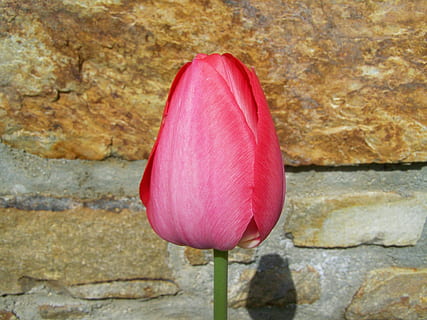 Tulpe, rot, Frühlingsblume, Nahansicht, Pflanze, Verletzlichkeit, pinke Farbe, Frische, Zerbrechlichkeit, Blume, blühende Pflanze, Schönheit in der Natur, keine Leute, Wandbau - Funktion, Blütenblatt, Natur, Tag, Wand, Blütenstand, Pflanzenstamm, solide, Blütenkopf, draußen, Steinwand, 2K, CC0, gemeinfrei, lizenzfrei