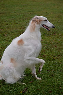 borzoi, llop rus, raça, rus, sighthound, animal, gos, mascota, llop, cacera, blanc, nacional, retrat, cabell, caçador, pura raça, pedigree, caní, jove, mascotes, un animal, temes d'animals, animals domèstics, herba, mamífer, vertebrats, planta, camp, terra, naturalesa, Color blanc, cap gent, dia, mirant, boca oberta, 5K, CC0, domini públic, lliure de regalies