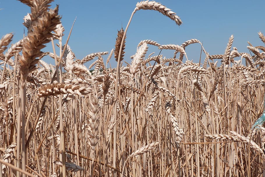 weat, blat, camp, agricultura, cultiu, planta de cereals, planta, creixement, paisatge, naturalesa, escena rural, cel, cap gent, terra, granja, menjar, dia, primer pla, a l'aire lliure, menjar i beguda, tija de la planta, blat de moro, madur, 4K