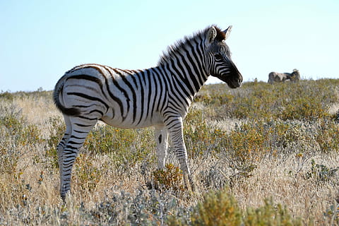 Zebra, klein, Namibia, Safari, Baby, Etosha Nationalpark, ein Tier, Tierwelt, Tiere in freier Wildbahn, Tier, gestreift, Tierthemen, Säugetier, Pflanze, Wirbeltier, Seitenansicht, Himmel, Natur, keine Leute, Feld, Land, Stehen, Haustiere, pflanzenfressend, 4K, CC0, gemeinfrei, lizenzfrei
