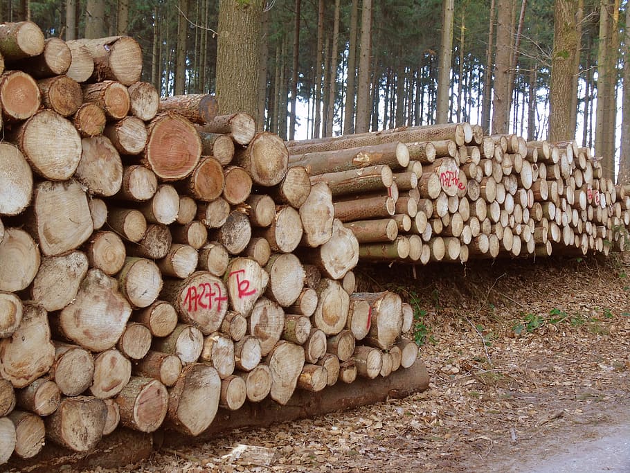 fusta, troncs d’arbres, silvicultura, registre, indústria de la fusta, reduir, holzstapel, Bosc de bosc, soques, anells anuals, segat, material de fusta, arbre, llenya, pila, bosc, naturalesa, pila de fusta, tronc de l'arbre, Munt, secció transversal, material, indústria, marró, cercle, a l'aire lliure, pi, gran grup d'objectes, desforestació, abundància, dia, cap gent, terra, qüestions ambientals, planta, generació de combustible i energia, 5K