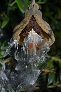 convolvolo, semi, primavera, avvicinamento, nessuno, natura, concentrarsi sulle conoscenze acquisite, giorno, pianta, fragilità, all'aperto, bellezza nella natura, vulnerabilità, terra, bagnato, crescita, acqua, animale, temi animali, foglia, parte vegetale, campo, 4K, CC0, dominio pubblico, privo di copyright