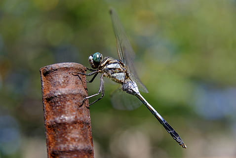 ważka, owad, wspólny skimmer, pluskwa, makro, bielik, orthetrum albistylum, bezkręgowy, zwierzęca przyroda, zwierzęta na wolności, tematy zwierzęce, skupić się na pierwszym planie, zwierzę, zbliżenie, jedno zwierzę, dzień, skrzydło zwierzęce, Natura, żadnych ludzi, na dworze, roślina, damselfly, Gałązka, łodyga rośliny, piękno natury, 4K, CC0, domena publiczna, darmowe zdjęcia