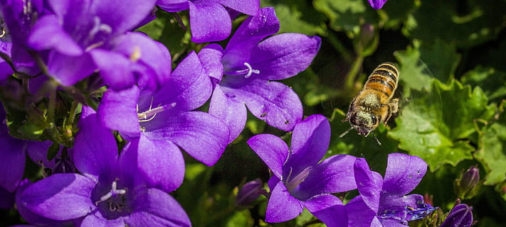 fechar-se, fotografia, perching da abelha, roxa, flores de pétalas, abelha, inseto, perto, macro, néctar, querida, plantar, Flor, natureza, verão, primavera, cor verde, ao ar livre, um animal, crescimento, planta com flores, temas animais, pétala, beleza na natureza, fragilidade, animal, animais selvagens, frescura, vulnerabilidade, animais em estado selvagem, cabeça de flor, invertebrado, ninguém, polinização, 4K, CC0, domínio público, royalty free