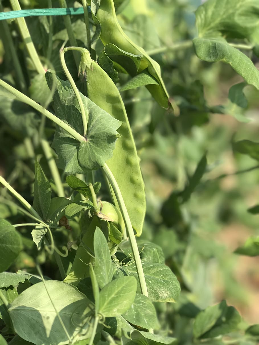 pèsol, mongeta, verd, vegetals, fulla verda, la profunditat de camp, full, fulles, profunditat de camp, profunditat del focus, part de la planta, creixement, planta, color verd, primer pla, bellesa a la natura, cap gent, naturalesa, centrar-se en primer pla, dia, frescor, vulnerabilitat, fragilitat, a l'aire lliure, enfocament selectiu, tranquil·litat, llum solar, flor, 4K