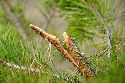 Baum, Kiefer, Harz, fallen, Kiefer Oleoresin, Nadelbaum, Nadeln, Ast gebrochen, gebrochen, Fraktur, Grün, Flora, Nahansicht, Desktop, Pflanze, Gras, Natur, Fokus auf den Vordergrund, keine Leute, Tag, Wachstum, grüne Farbe, draußen, selektiver Fokus, Land, Schönheit in der Natur, Ruhe, Moos, Lebensmittel, Pilz, Holz - Material, Feld, Grashalm, Flechte, 4K, CC0, gemeinfrei, lizenzfrei