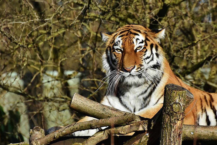 tancar, fotografia, tigre, gat, depredador, gat salvatge, gat gran, cap de tigre, llengua, perillós, noble, majestuós, món animal, zoo, animal, temes d'animals, fauna animal, un animal, felí, animals a la natura, arbre, mamífer, vertebrats, carnivora, naturalesa, cap gent, planta, branca, material de fusta, dia, a l'aire lliure, bigotis, cap d’animals, 4K