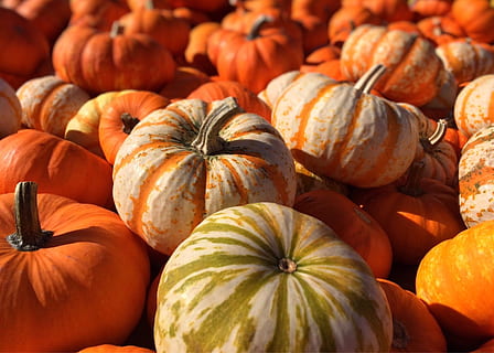 zucche arancioni, zucche, autunno, arancia, cibo e bevande, cibo, zucca, verdura, mangiare sano, colore arancione, freschezza, Halloween, celebrazione, benessere, nessuno, natura morta, biologico, agricoltura, natura, avvicinamento, grande gruppo di oggetti, zucca - verdura, abbondanza, maturo, all'aperto, mercato degli agricoltori, 2K, CC0, dominio pubblico, privo di copyright