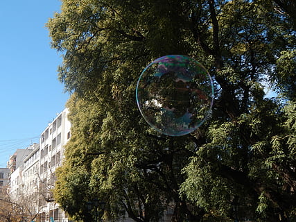 mýdlová bublina, bublina, bublina, barvy, bublina, strom, odraz, pouze jeden muž, den, Příroda, rostlina, růst, průhledný, nízký úhel pohledu, nebe, koule, slunečního světla, křehkost, zranitelnost, nikdo, venku, krása v přírodě, střední vzduch, detail, mýdlo sud, 4K, CC0, veřejná doména, bez autorských práv