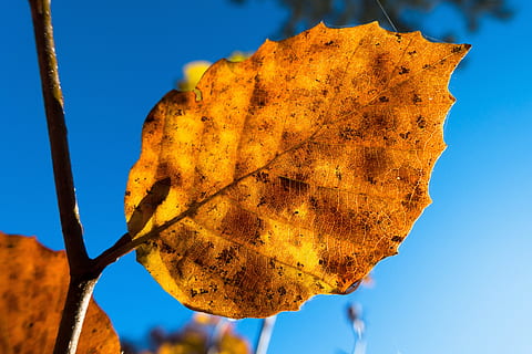 Blatt, Buche, Wald, Herbst, Laubbaum, Baum, Natur, Blätter, bunt, Sonne, Himmel, Blau, Makro, draußen, Nahansicht, keine Leute, Gelb, Pflanzenteil, Pflanze, Veränderung, klarer Himmel, Fokus auf den Vordergrund, Tag, Schönheit in der Natur, Blattvene, Sonnenlicht, Flachwinkelansicht, natürlicher Zustand, 5K, CC0, gemeinfrei, lizenzfrei