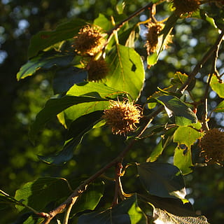 faig, fruits secs, estiu, arbre, verd, full, femelles de faig, estiu, arbre, verd, full, fulles, bosc, branques, creixement, a l'aire lliure, naturalesa, planta, agricultura, part de la planta, centrar-se en primer pla, bellesa a la natura, llum solar, dia, frescor, cap gent, primer pla, color verd, flor, fragilitat, planta amb flors, vulnerabilitat, tranquil·litat, cap de flor, 2K, CC0, domini públic, lliure de regalies
