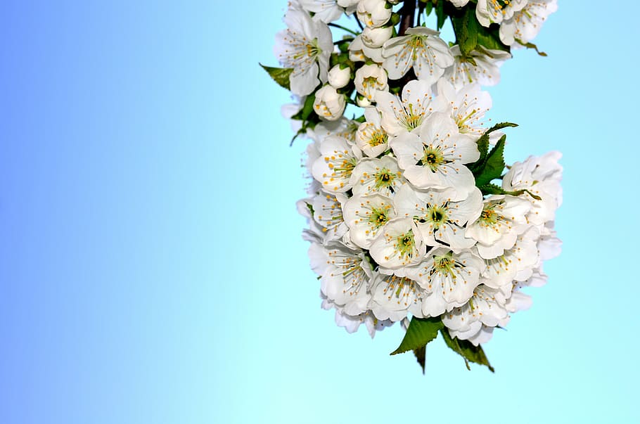 flors blanques, flor, cirera, primavera, flors de primavera, florir, flor de cirerer, Color blanc, naturalesa, cap gent, fragilitat, blau, planta, primer pla, planta amb flors, vulnerabilitat, bellesa a la natura, frescor, pètal, creixement, cap de flor, arbre, inflorescència, cel clar, cel, còpia espai, Ram de flors, pol·len, bouquet, arranjament floral, cirerer, fons blau, 4K