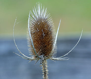 kaarde, Dipsacus, stekelig, teazel, bloemen, natuurlijk, botanisch, biologisch, stam, plantkunde, kruid, landbouw, buitenshuis, milieu, tuinbouw, vegetatie, natuur, fabriek, detailopname, zomer, bloem, distel, focus op de voorgrond, schoonheid in de natuur, geen mensen, dag, groei, breekbaarheid, kwetsbaarheid, bloeiende plant, droog, kalmte, plant stengel, gedroogde plant, bruin, dode plant, verwelkte plant, puntig, zachtheid, kelkblad, paardenbloem zaad, 2K, CC0, publiek domein, royaltyvrij