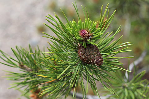 pi, arbre, brot, agulles, color verd, primer pla, pinya de pi, arbre de coníferes, centrar-se en primer pla, naturalesa, cap gent, planta, pinàcies, dia, agulla - part de la planta, creixement, animal, bellesa a la natura, a l'aire lliure, enfocament selectiu, branca, un animal, 5K, CC0, domini públic, lliure de regalies