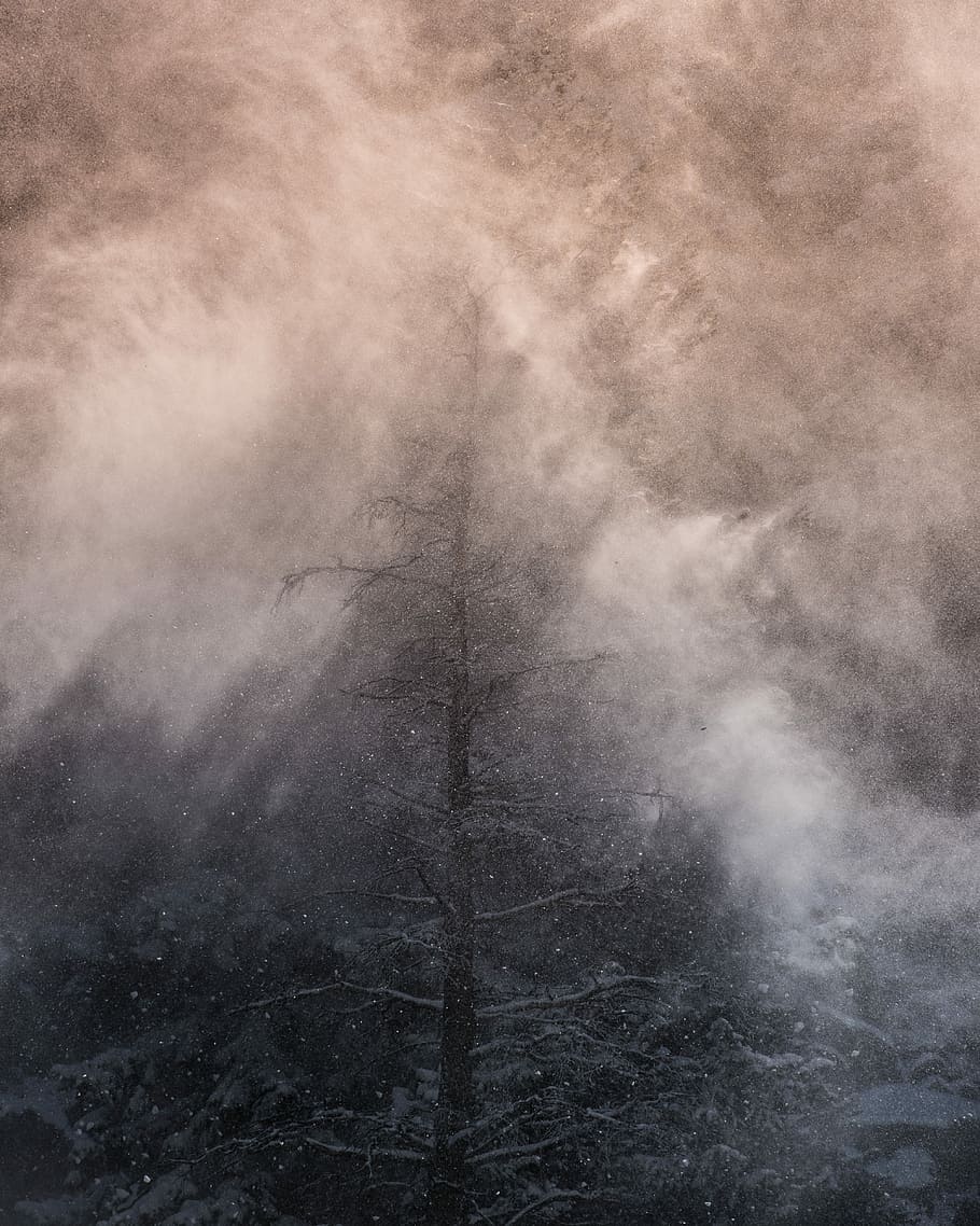 bladløse træ, dækket, hvid, tåge, rainstorm visne træ, træ, sne, bjerg, storm, Skov, dramatisk, kold, vinter, mørk, lys, natur, vejr, mountian, colorado, ingen mennesker, miljø, røg - fysisk struktur, sky - himmel, jord, skønhed i naturen, baggrunde, mysterium, dag, scenics - natur, uhyggelig, udendørs, tekstureret, ikke-urbane scene, tekstureret effekt, 4K