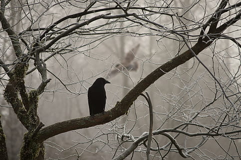 silhuet foto, fugl, visne, træ, krage, Kvist, chikanerende, ugle, vinter, frost, afdeling, lemmer, bare træ, dyreliv, et dyr, dyr i naturen, hvirveldyr, dyr, perching, dyre temaer, plante, natur, dag, fokus på forgrunden, ingen mennesker, lav vinkel visning, udendørs, 1080P, CC0, offentligt domæne, royaltyfrie