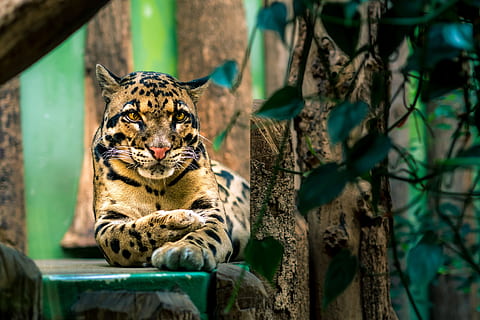 Marrone, leopardo, seduta, accanto, alberi, bellissimo, offuscato, animali, mammiferi, grande, gatti, in via di estinzione, specie, selvaggio, bestia, pericoloso, predatori, praga, Praha, zoo, temi animali, animale, grande gatto, un animale, fauna selvatica, mammifero, felino, animali allo stato selvatico, gatto, vertebrato, carnivora, albero, animali in cattività, nessuno, rilassamento, natura, specie in pericolo, baffo, gatto non addomesticato, testa di animale, 4K, CC0, dominio pubblico, privo di copyright