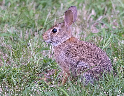 conill, Pasqua, cotó, un animal, animal, temes d'animals, fauna animal, herba, mamífer, animals a la natura, planta, conill - animal, camp, vertebrats, terra, naturalesa, dia, cap gent, primer pla, vista lateral, centrar-se en primer pla, creixement, a l'aire lliure, herbívors, 1080P, CC0, domini públic, lliure de regalies