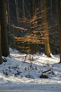 árvore, pequeno, floresta, glade, iluminado, Iluminou, inverno, invernal, floresta de inverno, panorama, natureza, Nevado, neve, temperatura fria, plantar, terra, tronco, tronco de árvore, ninguém, beleza na natureza, tranquilidade, campo, dia, cobertura, cena tranquila, cena não urbana, ao ar livre, 5K, CC0, domínio público, royalty free