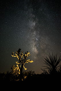 verde, árvore, período noturno, árvore verde, estrela - espaço, noite, astronomia, galáxia, via Láctea, céu, natureza, nebulosa, Sombrio, constelação, espaço, panorama, Ciência, planeta - espaço, lua, campo de estrelas, cor preta, azul, forma de estrela, silhueta, scenics, ninguém, plantar, beleza na natureza, scenics - natureza, tranquilidade, cena tranquila, Estrela, crescimento, visão de baixo ângulo, idílico, ao ar livre, 5K, CC0, domínio público, royalty free