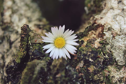 daisy, blomst, blomstre, flor, plante, natur, tæt, hvid, spids blomst, flora, gul, have, birk, træ, baggrund, bark, efterår, vinter, log, blomstrende plante, friskhed, vækst, skrøbelighed, tæt på, sårbarhed, skønhed i naturen, selektiv fokusering, kronblad, dag, ingen mennesker, blomsterhoved, blomsterstand, fokus på forgrunden, hvid farve, udendørs, pollen, lichen, 4K, CC0, offentligt domæne, royaltyfrie