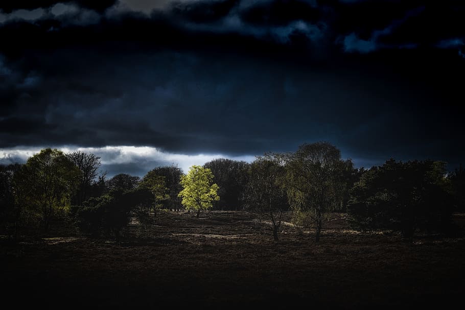 grøn, træer, blå, mørk, himmel, grønne blade, skarpt lys, lys på, lone træ, natur, træ, landskab, sky - himmel, scenics, nat, cloudscape, udendørs, ingen mennesker, dramatisk himmel, ro, rolig scene, skønhed i naturen, plante, scenics - natur, miljø, jord, uhyggelig, vækst, ildevarslende, 5K