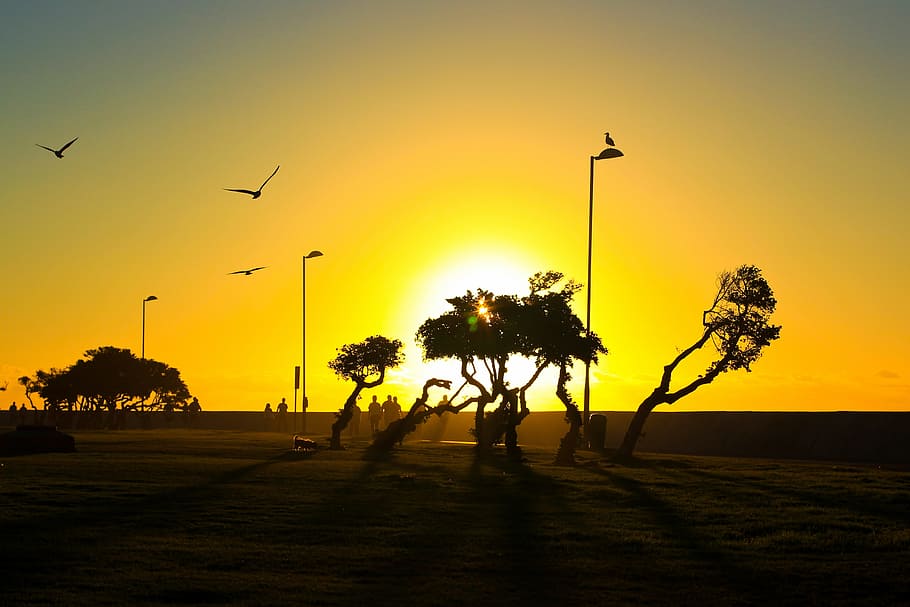 arbres al capvespre, arbres, posta de sol, paisatge, naturalesa, silueta, ocell, cel, retroil·luminat, vespre, sol, sortida del sol - alba, llum solar, a l'aire lliure, arbre, cap gent, planta, temes d'animals, bellesa a la natura, animal, llum del carrer, color taronja, vertebrats, volant, grup d’animals, animals a la natura, escenics - natura, fauna animal, escena tranquil·la, 4K