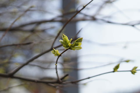 tak, boom, vel, de lente, knap, natuur, bladeren, nier, ontwaken, ontbinden, blad, bloem, fabriek, groei, bloeiende plant, kwetsbaarheid, breekbaarheid, schoonheid in de natuur, detailopname, versheid, focus op de voorgrond, geen mensen, dag, selectieve aandacht, takje, buitenshuis, witte kleur, bloemblad, lente, bloemhoofd, 5K, CC0, publiek domein, royaltyvrij