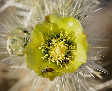 desert, error, flor, cactus, pètals grocs, primer pla, fragilitat, frescor, macro, llavor, planta amb flors, planta, vulnerabilitat, bellesa a la natura, creixement, groc, cap de flor, naturalesa, inflorescència, pètal, cap gent, pol·len, enfocament selectiu, dia, suavitat, llavor de dent de lleó, 1080P, CC0, domini públic, lliure de regalies