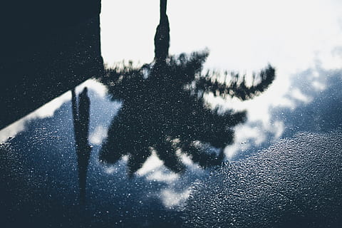 pyt, jord, pudle refleksion billede, træ silhuet, træ, visning, billede, vand, afspejling, Palme træ, vinter, sne, koldtemperatur, vejr, is, vindue, Frosset, blå, frost, baggrunde, abstrakt, fare, hav, udendørs, ingen mennesker, dag, undersøiske, natur, kold temperatur, plante, tæt på, transportmidler, fokus på forgrunden, skygge, himmel, 5K, CC0, offentligt domæne, royaltyfrie