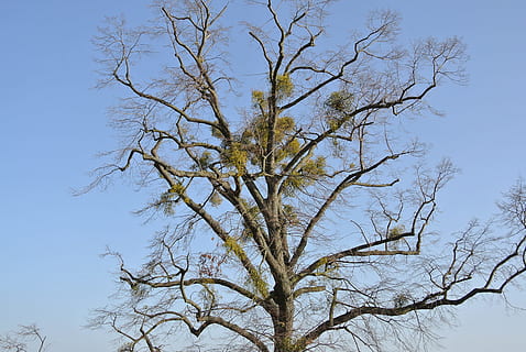 misteltein, tre, krone, tre, krone, dag, natur, ingen folk, utendørs, himmel, anlegg, lav vinkel visning, gren, bare tre, klar himmel, skjønnhet i naturen, ro, vekst, naturskjønnhet - natur, blå, dyr, dyre temaer, fugl, virveldyr, 4K, CC0, offentlig domene, opphavsrett gratis