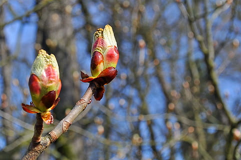 branche, branches, rouge, printemps, la nature, couleurs, arbre, le web, fleurs, paysage, branches d'arbre, bourgeon, macro, jaune, floraison, fleur, bleu, forêt, plante, oiseau, thèmes animaux, vertébré, animal, Nourriture et boisson, aliments, se concentrer sur le premier plan, personne, se percher, journée, perroquet, fruit, la faune des animaux, alimentation saine, en plein air, mûr, 4K, CC0, domaine public, libre de droits