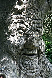 albero delle fate, Immagine, fantasia, Efteling, animale, temi animali, fauna selvatica, un animale, avvicinamento, parte del corpo animale, albero, animali allo stato selvatico, testa di animale, ritratto, giorno, nessuno, gufo, tronco d'albero, occhio animale, natura, occhio, tronco, pianta, guardando la fotocamera, baffo, aggressione, 4K, CC0, dominio pubblico, privo di copyright