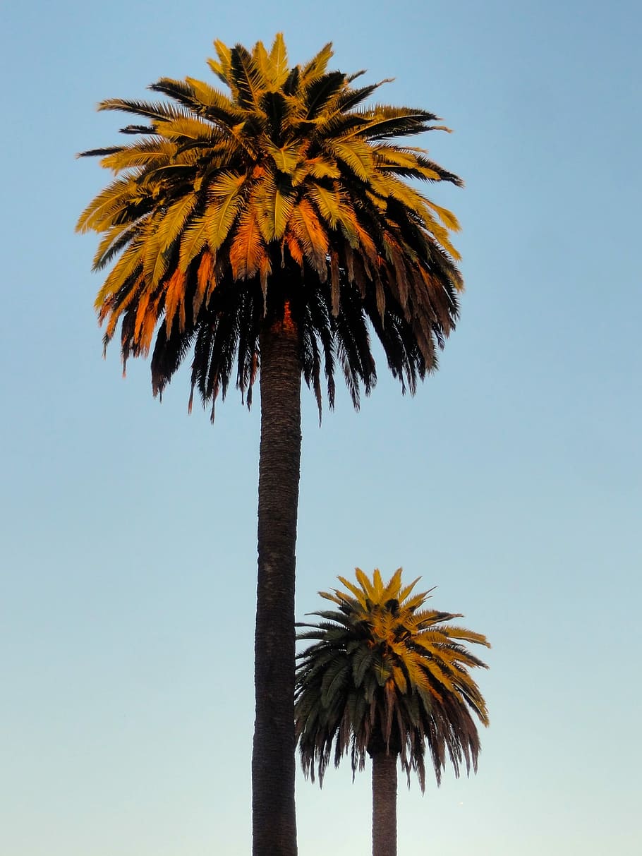 sol, augmentant, palmeres, verd, arbre de fulla, blau, cel, durant el dia, fotografia, Palmera, arbre, tropical, hora daurada, vida de platja, platja, californium, clima tropical, planta, creixement, naturalesa, vista d’angle baix, cel clar, cap gent, bellesa a la natura, tronc de l'arbre, tronc, dia, a l'aire lliure, tranquil·litat, alta - alta, planta amb flors, arbre tropical, llum solar, palmera de coco, fulla de palma, 2K