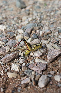 Llagosta, insecte, error, posar ous, primer pla, naturalesa, fauna animal, animals a la natura, temes d'animals, animal, un animal, invertebrat, dia, sòlid, enfocament selectiu, cap gent, rock, rock - object, a l'aire lliure, zoologia, part del cos dels animals, textura, cranc, 2K, CC0, domini públic, lliure de regalies