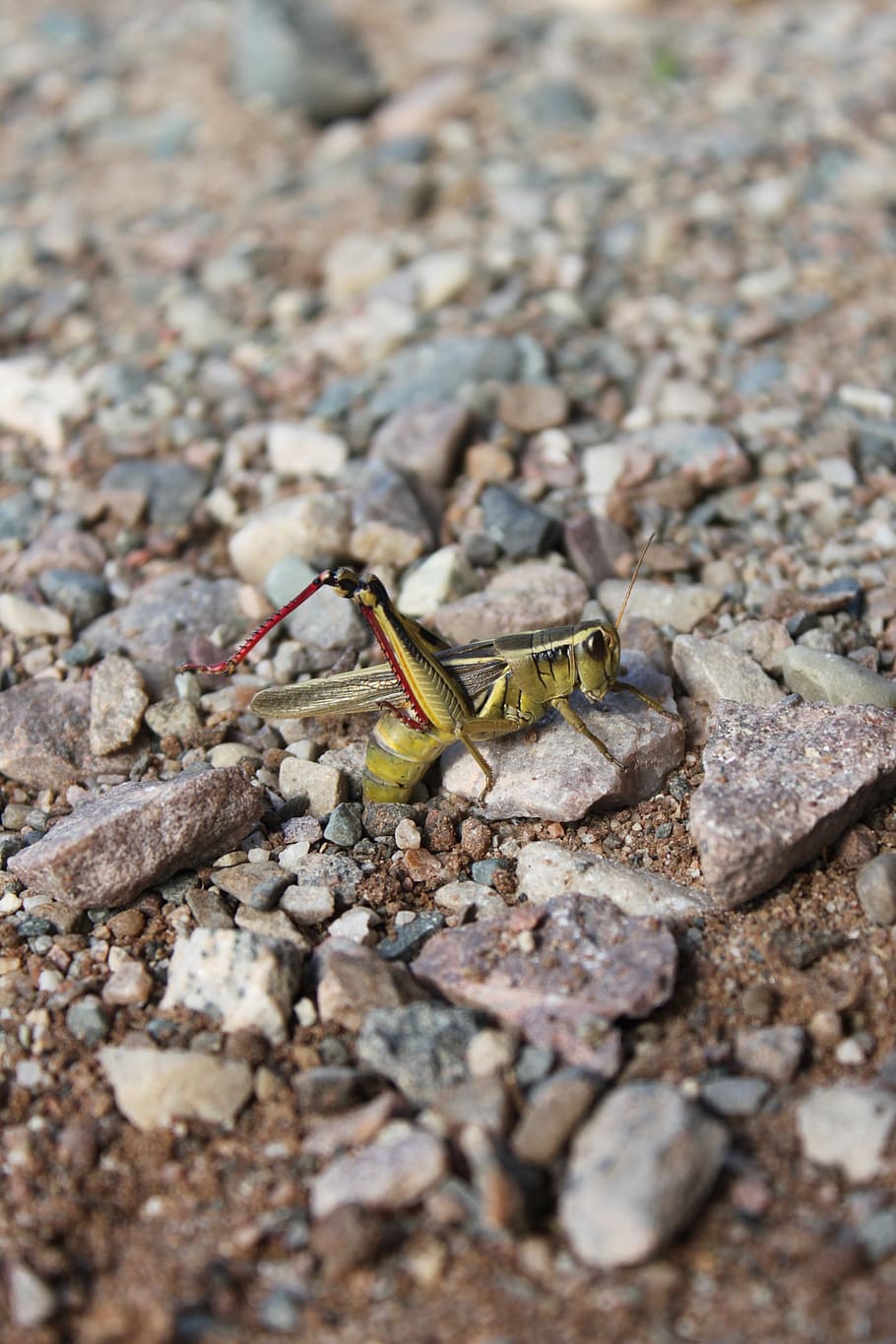 Llagosta, insecte, error, posar ous, primer pla, naturalesa, fauna animal, animals a la natura, temes d'animals, animal, un animal, invertebrat, dia, sòlid, enfocament selectiu, cap gent, rock, rock - object, a l'aire lliure, zoologia, part del cos dels animals, textura, cranc, 2K