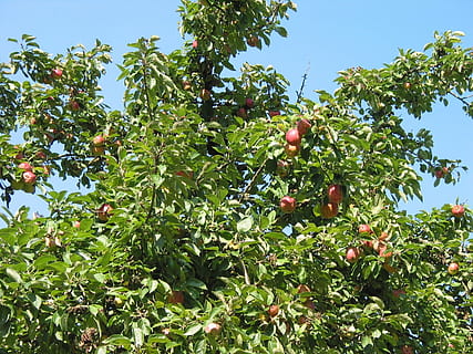 pomera, corona, fruita, alimentació saludable, menjar i beguda, menjar, creixement, planta, arbre, frescor, arbre fruiter, full, color verd, benestar, part de la planta, naturalesa, dia, bellesa a la natura, vista d’angle baix, cel, cap gent, branca, a l'aire lliure, madur, taronja, 720P, CC0, domini públic, lliure de regalies