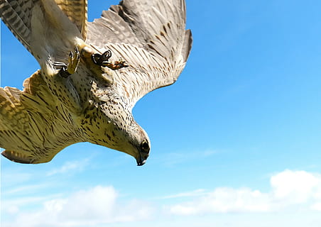 falcon, clouds, sky, predator, dangerous, fly, wings, bird, beak, animal, raptor, prey, wildlife, wing, flying, wild, blue, nature, feather, flight, hunter, dom, animal themes, one animal, low angle view, cloud - sky, animal wildlife, animal body part, no people, animals in the wild, vertebrate, day, animal representation, bird of prey, mammal, representation, animal head, 1080P, CC0, public domain, royalty free