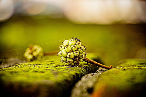 insetto, urbano, albero, macro, sporco, natura, biologia, frutto dell'albero, creatura, ragno, web, verde, schifoso, capo, messa a fuoco selettiva, avvicinamento, pianta, cibo, nessuno, fauna selvatica, colore verde, invertebrato, cibo e bevande, freschezza, animale, formica, temi animali, animali allo stato selvatico, giorno, all'aperto, bellezza nella natura, crescita, piccolo, 5K, CC0, dominio pubblico, privo di copyright