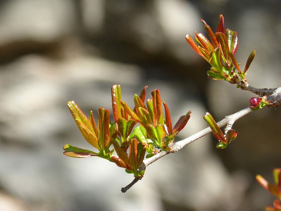 afdeling, udbrud, forår, spire, bud bud, Granada, natur, plante, tæt på, makro, træ, blad, sæson, grøn farve, vinter, udendørs, blomst, skønhed i naturen, ingen mennesker, fokus på forgrunden, vækst, dag, sollys, plante del, begyndelser, blomstrende plante, friskhed, skrøbelighed, sårbarhed, knop, selektiv fokusering, 4K