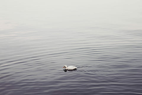 duck, bodies, water, bodies of water, birds, ducks, ganders, geese, gray, purple, white, nature, lake, sea, animal, outdoors, ripple, reflection, animals And Pets, one animal, animals in the wild, animal themes, no people, animal wildlife, day, bird, vertebrate, waterfront, swimming, rippled, beauty in nature, water bird, zoology, high angle view, seagull, 5K