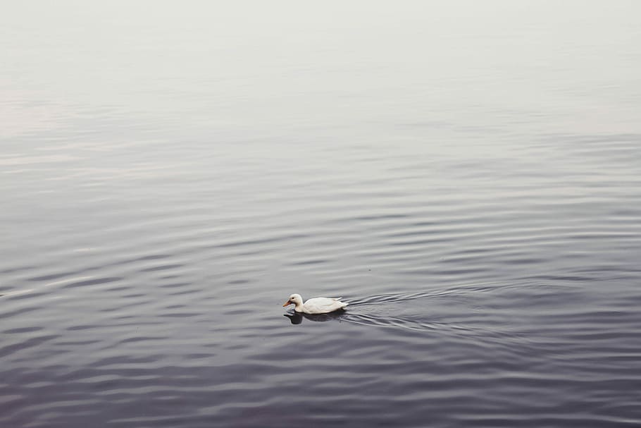 duck, bodies, water, bodies of water, birds, ducks, ganders, geese, gray, purple, white, nature, lake, sea, animal, outdoors, ripple, reflection, animals And Pets, one animal, animals in the wild, animal themes, no people, animal wildlife, day, bird, vertebrate, waterfront, swimming, rippled, beauty in nature, water bird, zoology, high angle view, seagull, 5K