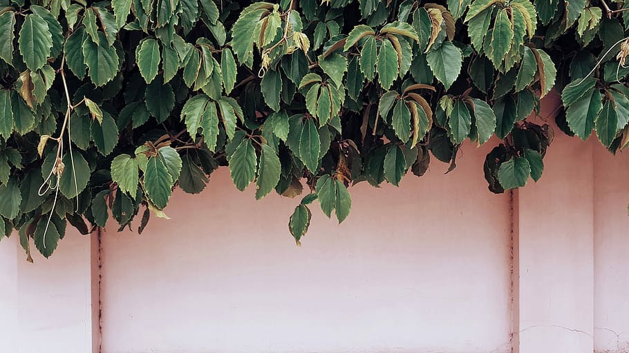 Nahansicht, Foto, Grün, blätterte, Pflanze, weinend, Feigenpflanze, neben, Wand, Baum, Laub, Blätter, Blatt, Pflanzenteil, Wachstum, grüne Farbe, Natur, keine Leute, Wandbau - Funktion, Schönheit in der Natur, Tag, Frische, draußen, gebaute Struktur, die Architektur, Obst, Ast, Efeu, Gebäudehülle, 2K
