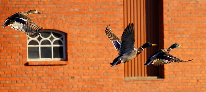 Trei, mii de rațe, zbor, maro, beton, clădire, rațe, viteză, impozant, păsările de apă, a zbura, rațe sălbatice, fotografie din fauna salbatica, pană, acțiune, circulaţie, animal, pasăre, animale tematice, animale vertebrate, grup de animale, animale sălbatice, animale în sălbăticie, arhitectură, aripi împrăștiate, nici o persoana, zi, cărămidă, construită, să se concentreze asupra primelor elemente, exteriorul clădirii, zid de cărămidă, perete, natură, culoare portocalie, flapping, 4K, CC0, domeniu public, fără drepturi de autor