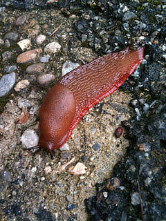 lumaca, Marrone, ciottolo, un animale, roccia - oggetto, vita marina, fauna selvatica, animali allo stato selvatico, mare, animale, temi animali, vista dall'alto, natura, avvicinamento, solido, roccia, nessuno, invertebrato, giorno, acqua, rosso, all'aperto, gasteropode, strutturato, marino, 1080P, CC0, dominio pubblico, privo di copyright