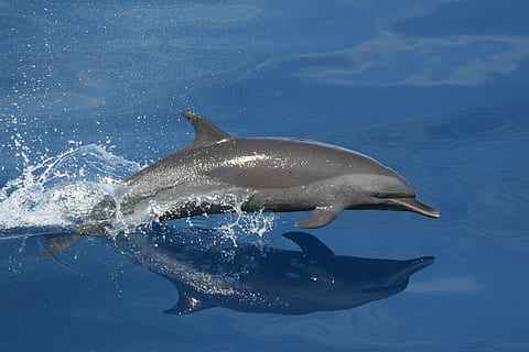 szary pływanie delfin, delfin, pływanie, skoki, odbicie, morze, ocean, woda, piękny, zwierzę, Natura, ssak, dzikiej przyrody, niebieski, Podwodny, tematy zwierzęce, zwierzęta na wolności, zwierzęca przyroda, kręgowiec, morski, życie morskie, ssak wodny, jedno zwierzę, żadnych ludzi, ryba, 2K, CC0, domena publiczna, darmowe zdjęcia