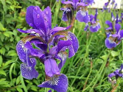 Blume, Iris, Natur, Frühling, Blumen-, Gartenarbeit, Regen, Blatt, lila, Regentropfen, Britisch-Kolumbien, Wachstum, Schönheit in der Natur, Blütenblatt, blühende Pflanze, Pflanze, Verletzlichkeit, Zerbrechlichkeit, Frische, Nahansicht, Blütenstand, Blütenkopf, Fokus auf den Vordergrund, keine Leute, Tag, Iris - Pflanze, Pollen, 2K, CC0, gemeinfrei, lizenzfrei