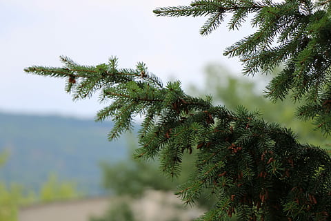 albero, pigna, pineta, cono, foresta, natura, Pino, ramo, pianta, crescita, colore verde, bellezza nella natura, albero di conifere, nessuno, giorno, concentrarsi sulle conoscenze acquisite, all'aperto, la tranquillità, Inquadratura dal basso, cielo, Pinaceae, avvicinamento, terra, ago - parte vegetale, abete, 2K, CC0, dominio pubblico, privo di copyright